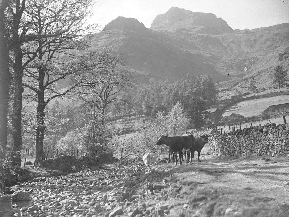 Cattle by Stream in Langdale