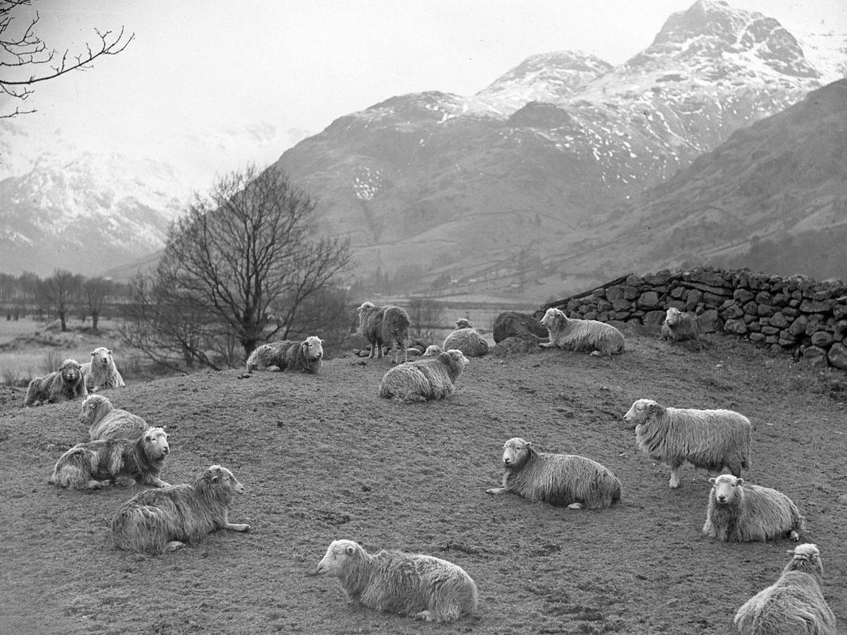 Sheep at Langdale