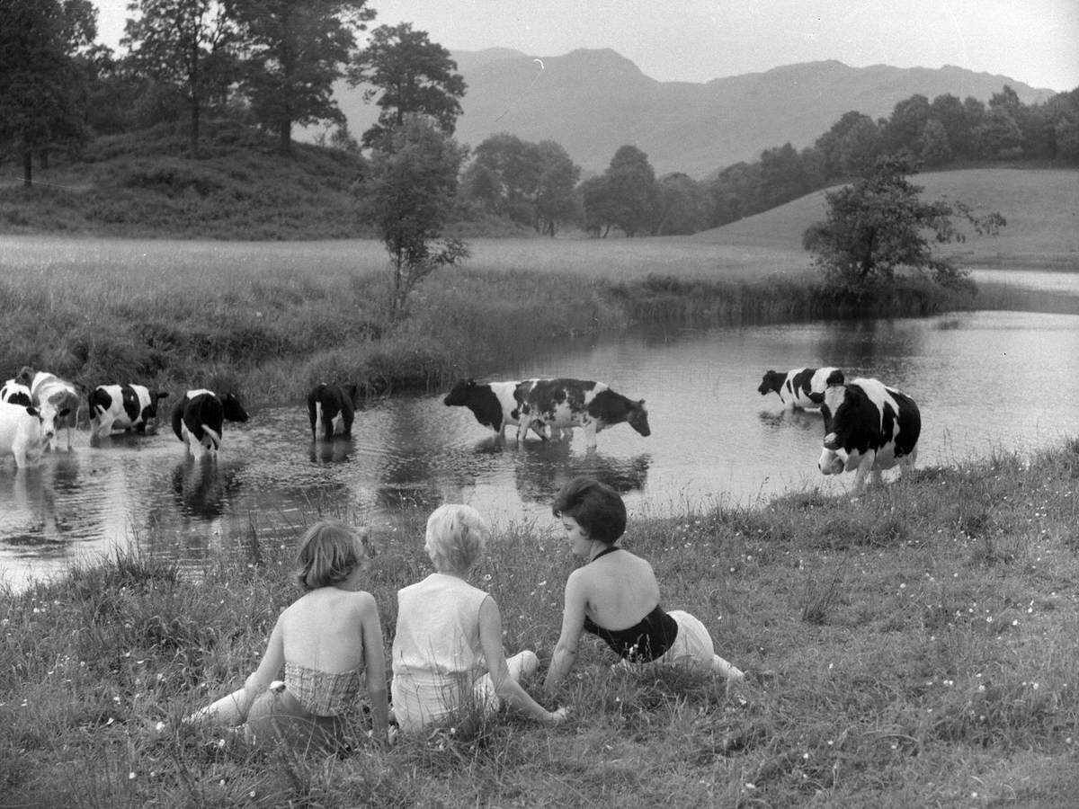 Women Watching Cows, Langdale