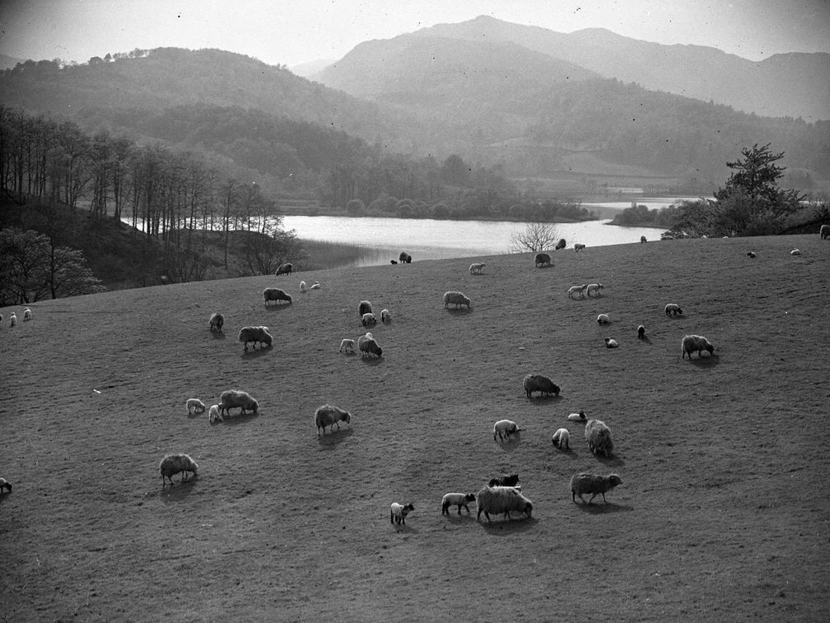 Sheep and Lambs at Elterwater