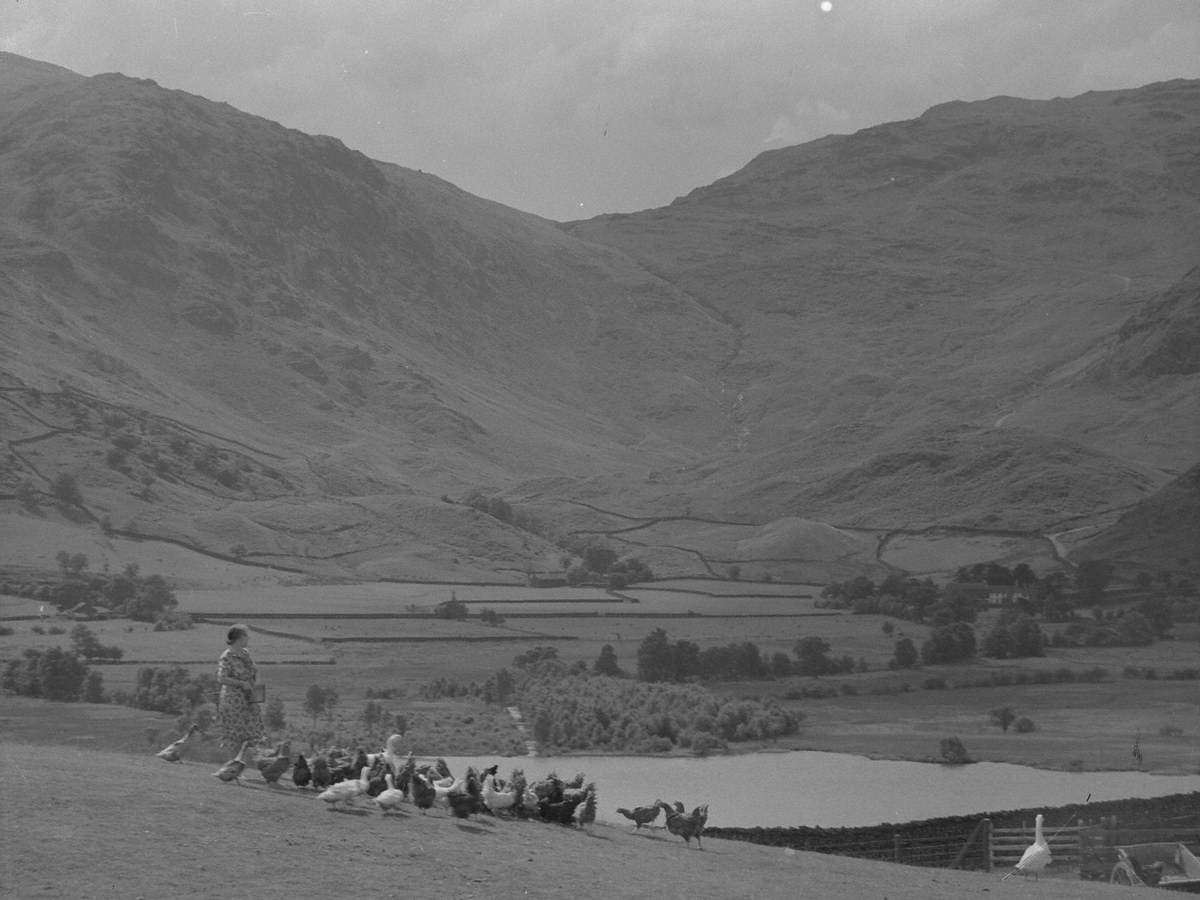Chickens in Little Langdale