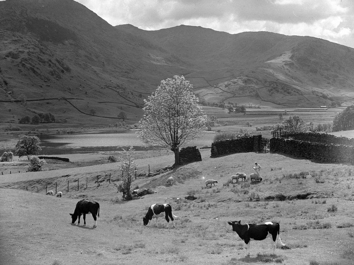 Shepherdess, Sheep and Cows at Little Langdale