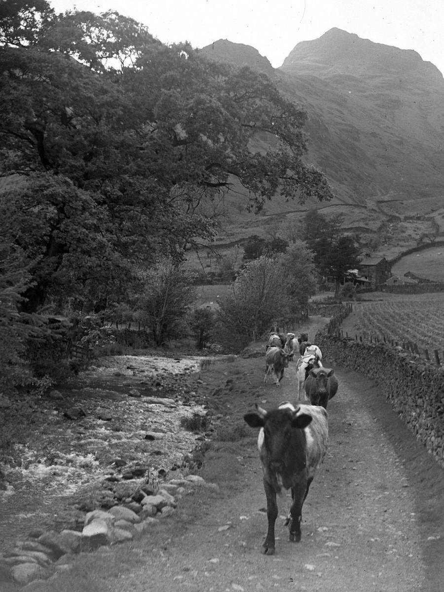 Cows and Stream, Langdale Pikes