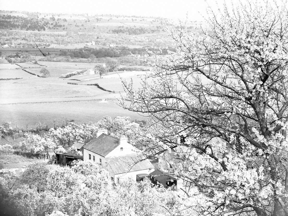 House and Blossom Trees, Lyth Valley