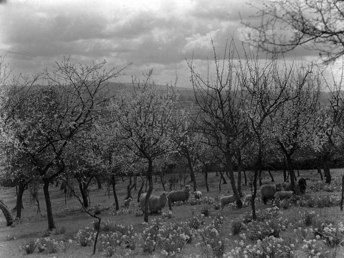 Sheep amongst Blossom Trees, Lyth Valley