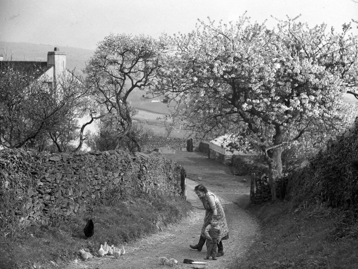 Woman, Child and Chicks at Red Scar Farm, Underbarrow in the Lyth Valley