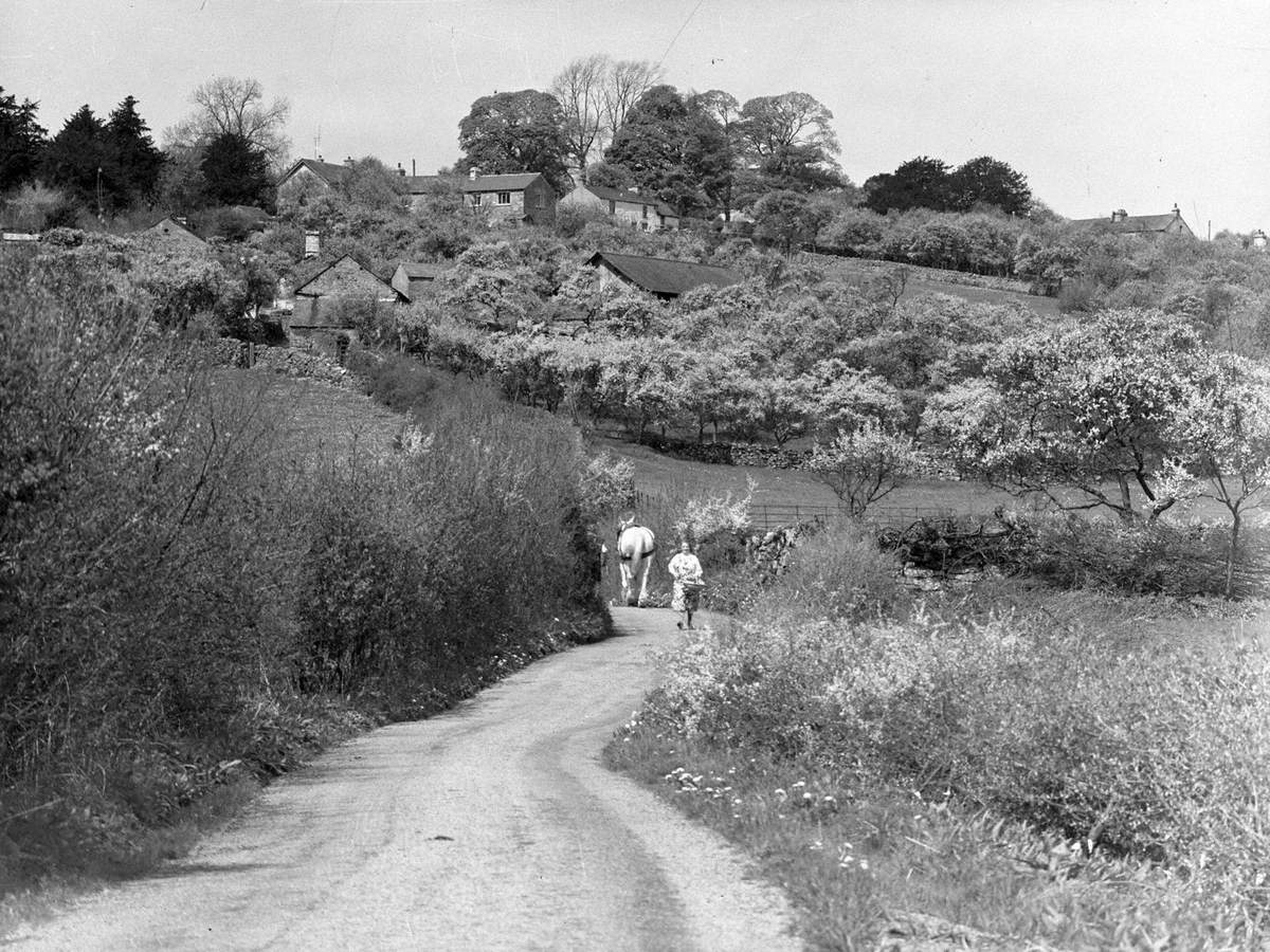 Blossom Trees in Lyth Valley