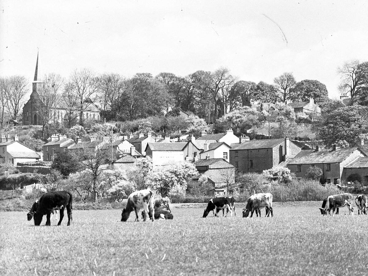 Cows at Levens Village, Lyth Valley