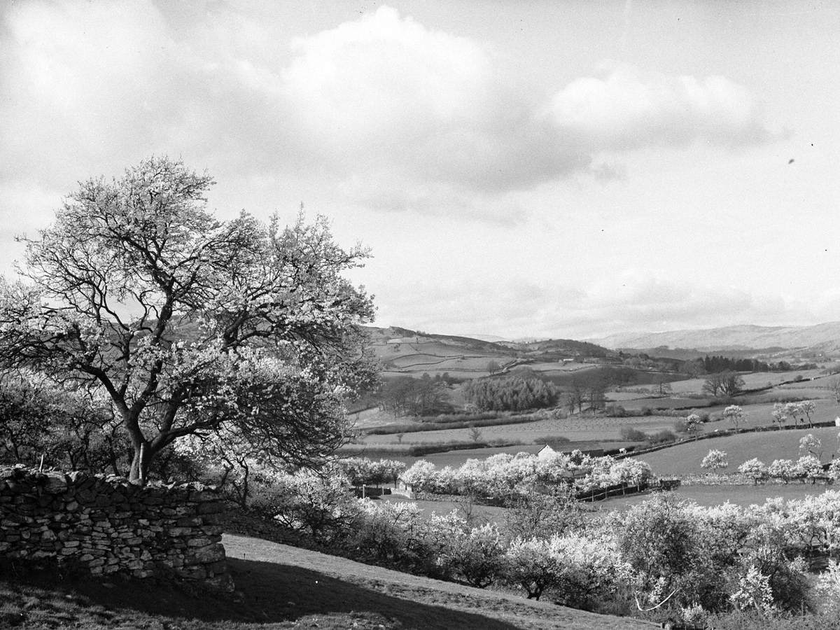 Blossom Trees, Lyth Valley