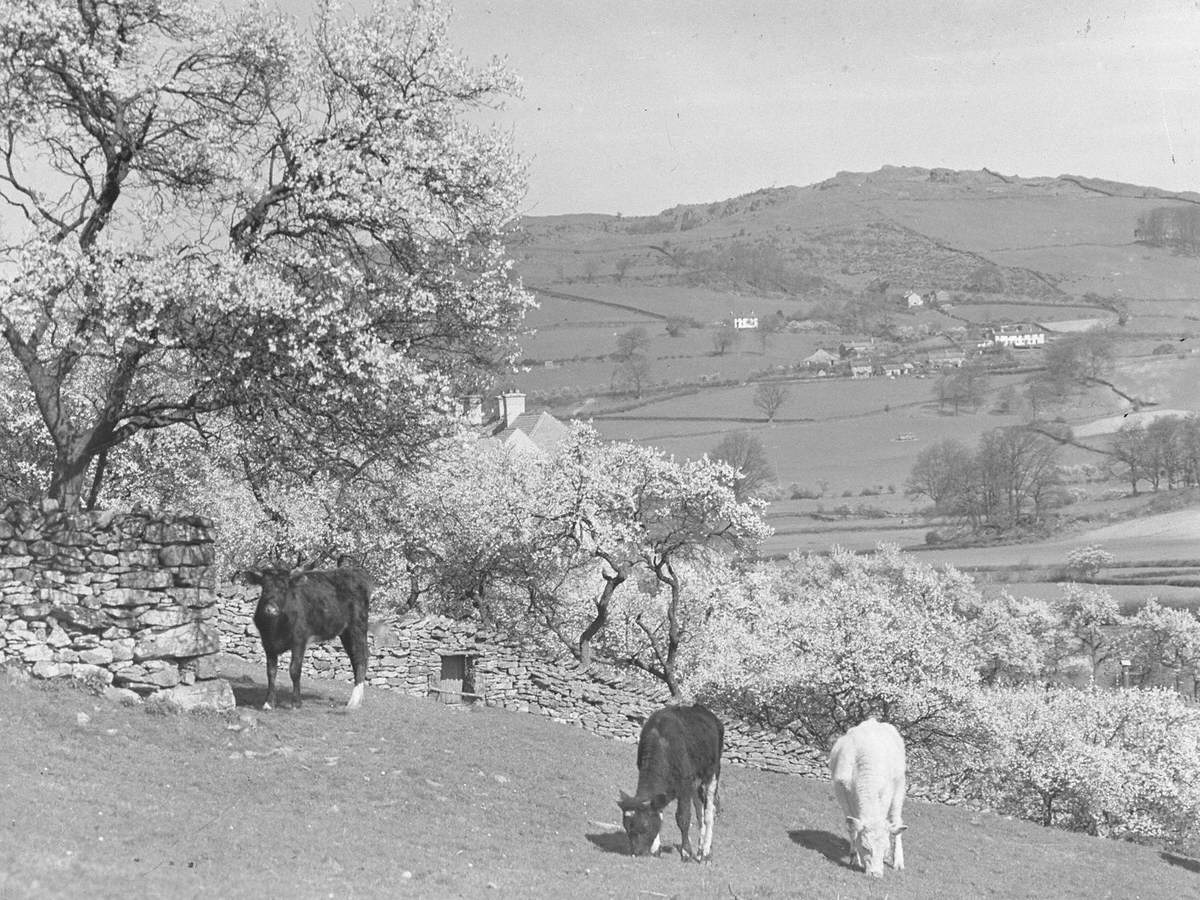 Cattle and Blossom, Lyth Valley