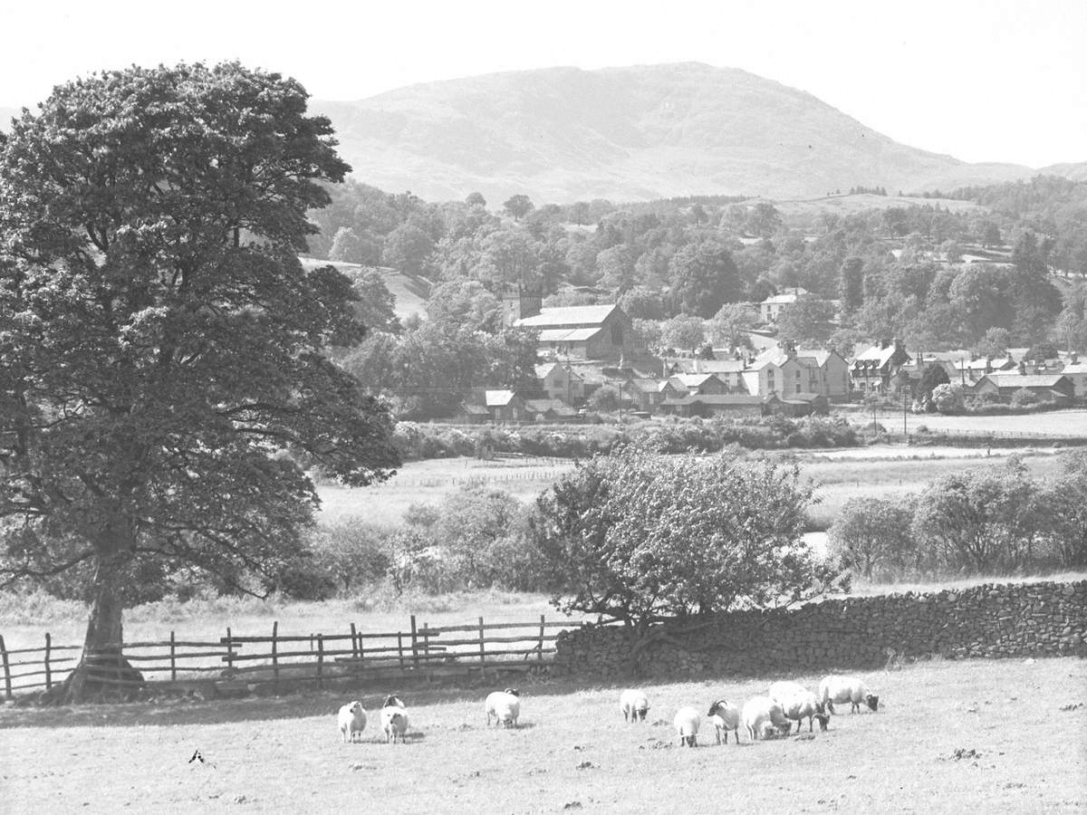 Sheep at Hawkshead