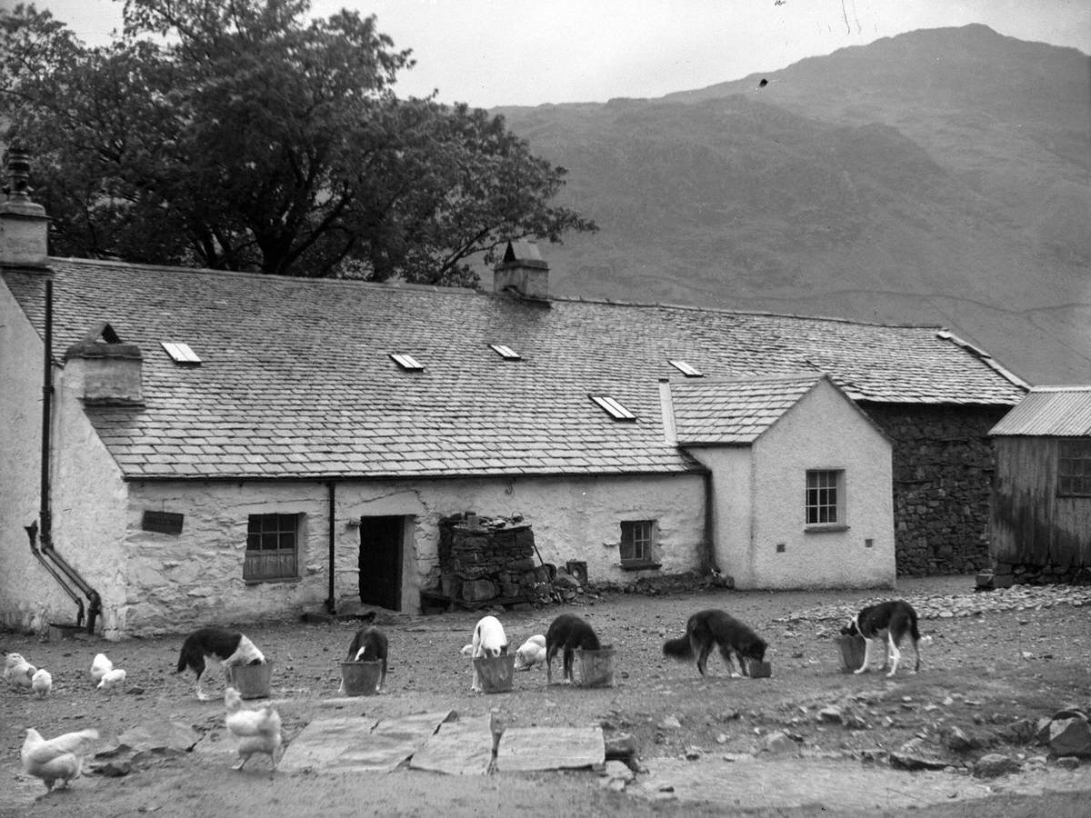 Dogs at Middle Fell Place, Great Langdale