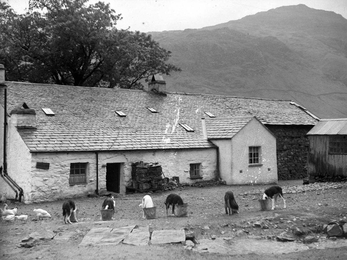 Dogs at Middle Fell Place, Great Langdale