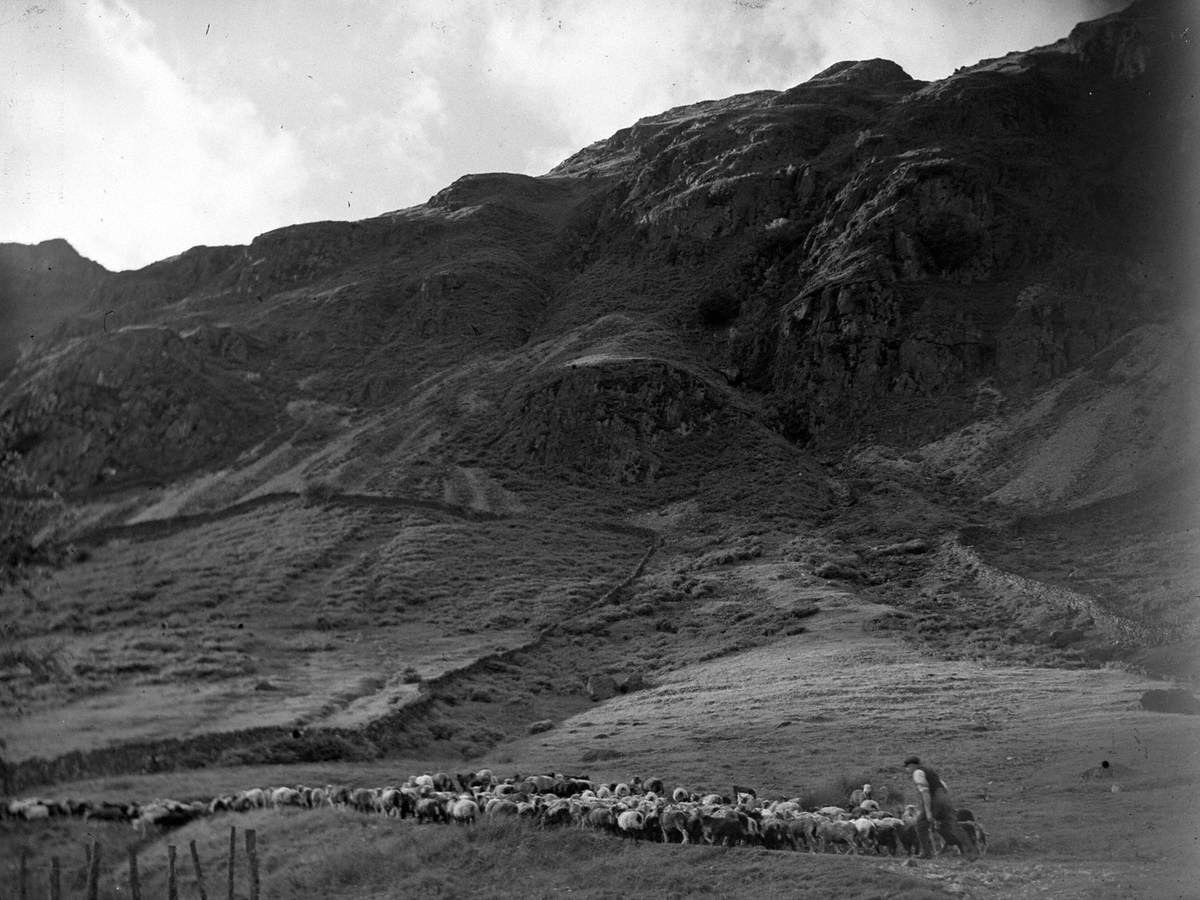 Driving Sheep in the Fells