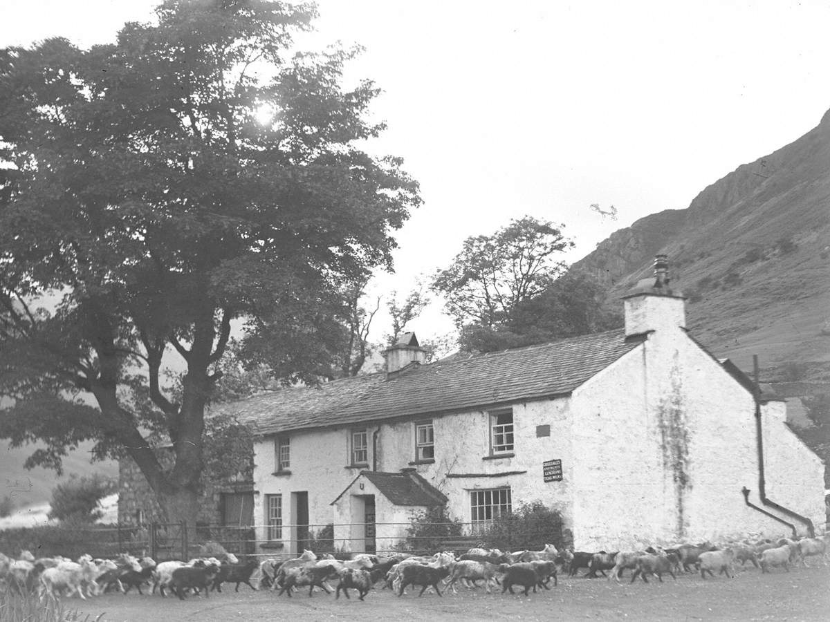 Sheep at Middle Fell, Great Langdale