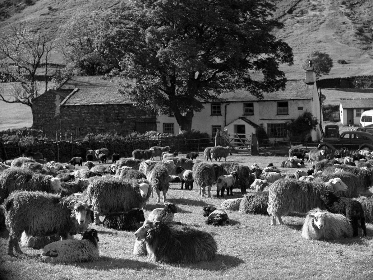 Sheep at Middle Fell, Great Langdale