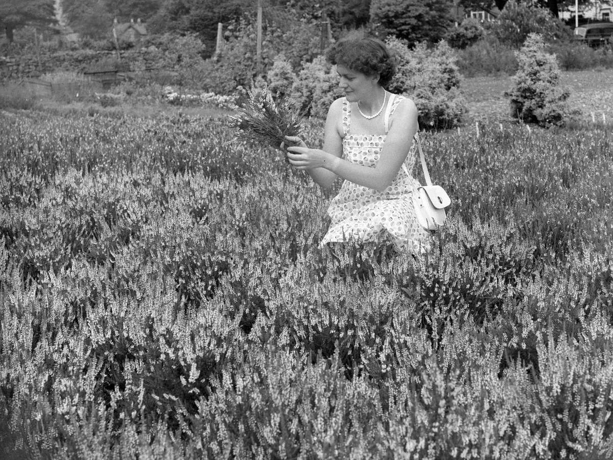 White Heather at Grasmere