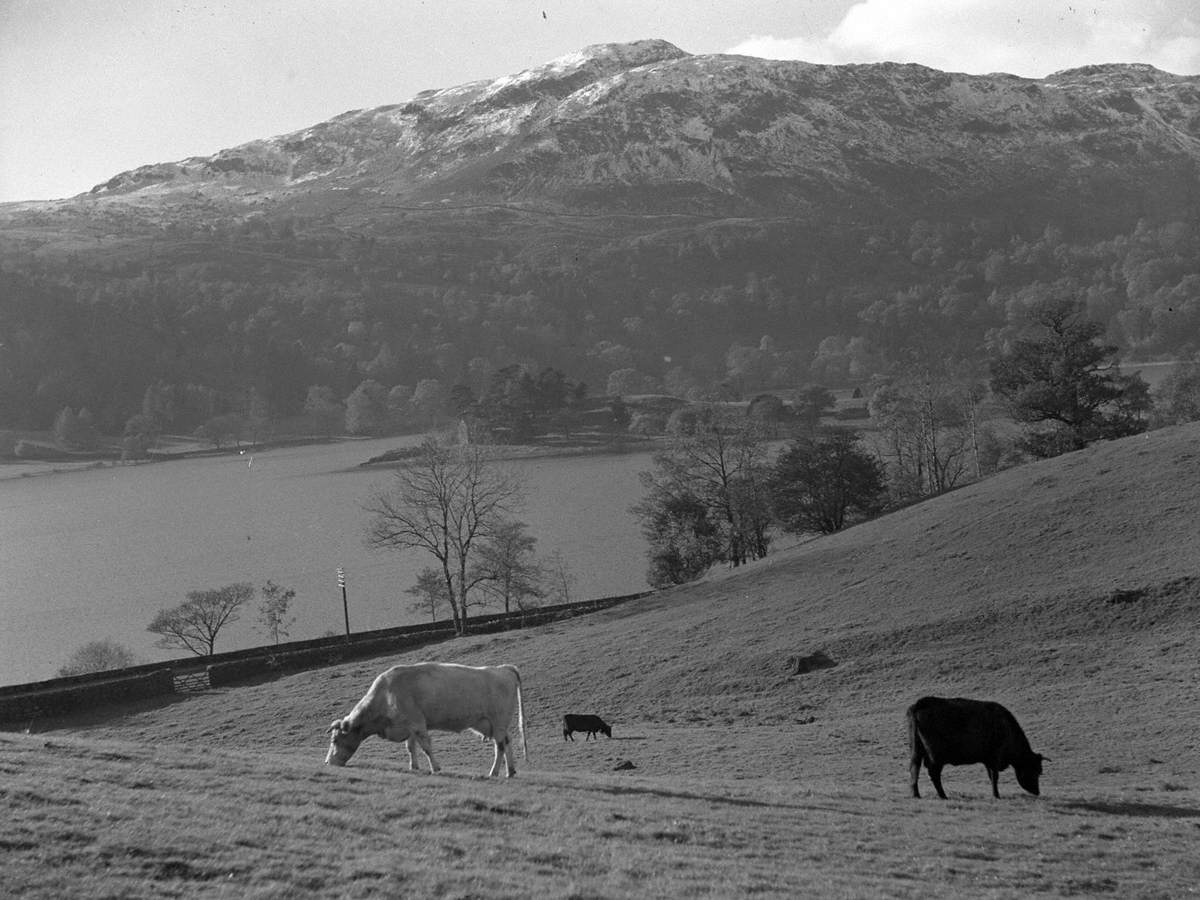 Cows at Grasmere