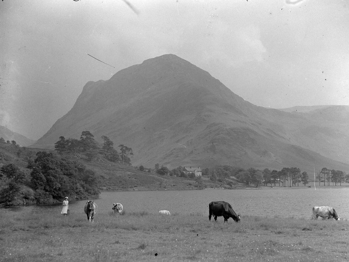 Cows at Loweswater