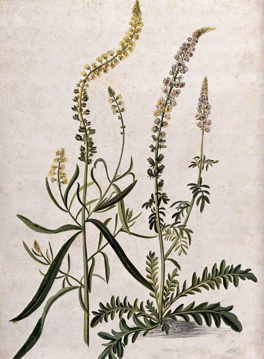 A Plant (Reseda Species) Related to Dyer's Rocket: Flowering Plant with Separate Flowering Stem