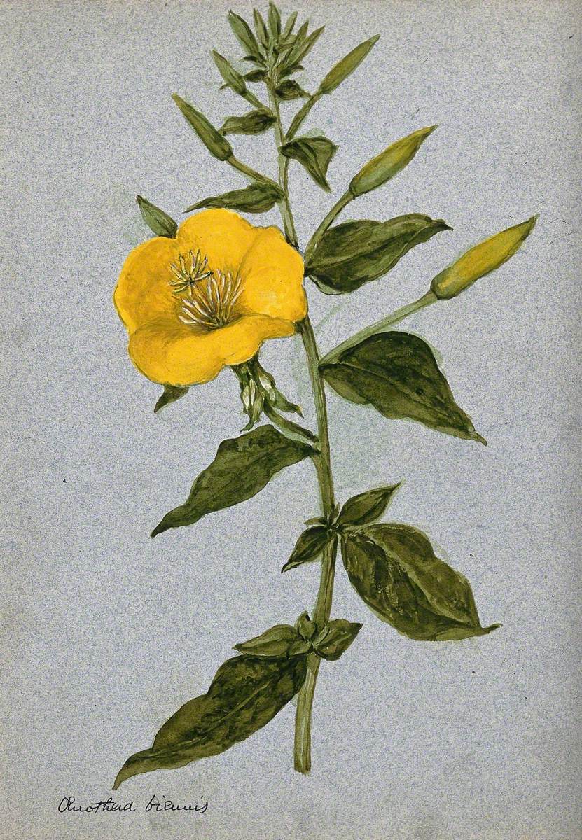 Evening Primrose (Oenothera Biennis): Flowering Stem