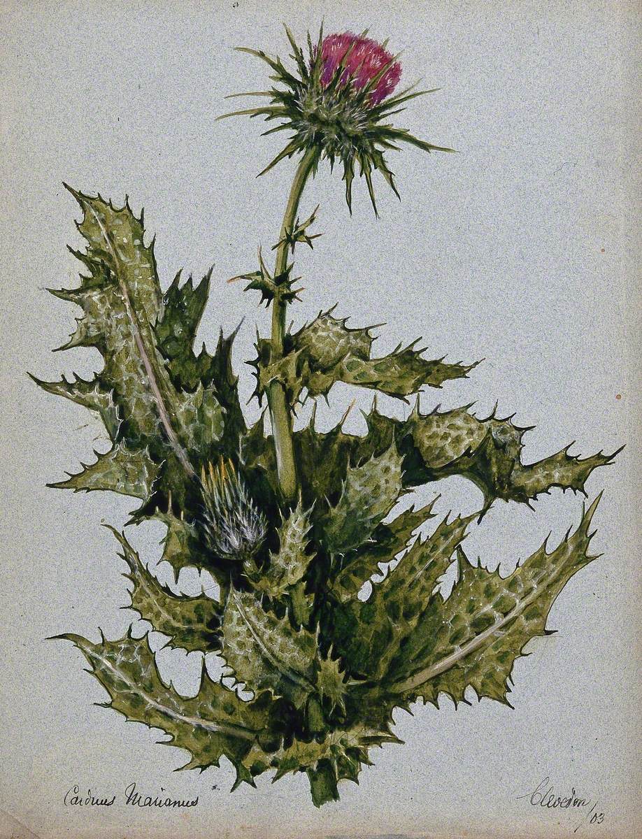 Holy Thistle or Milk Thistle (Silybum Marianum): Flowering Stem