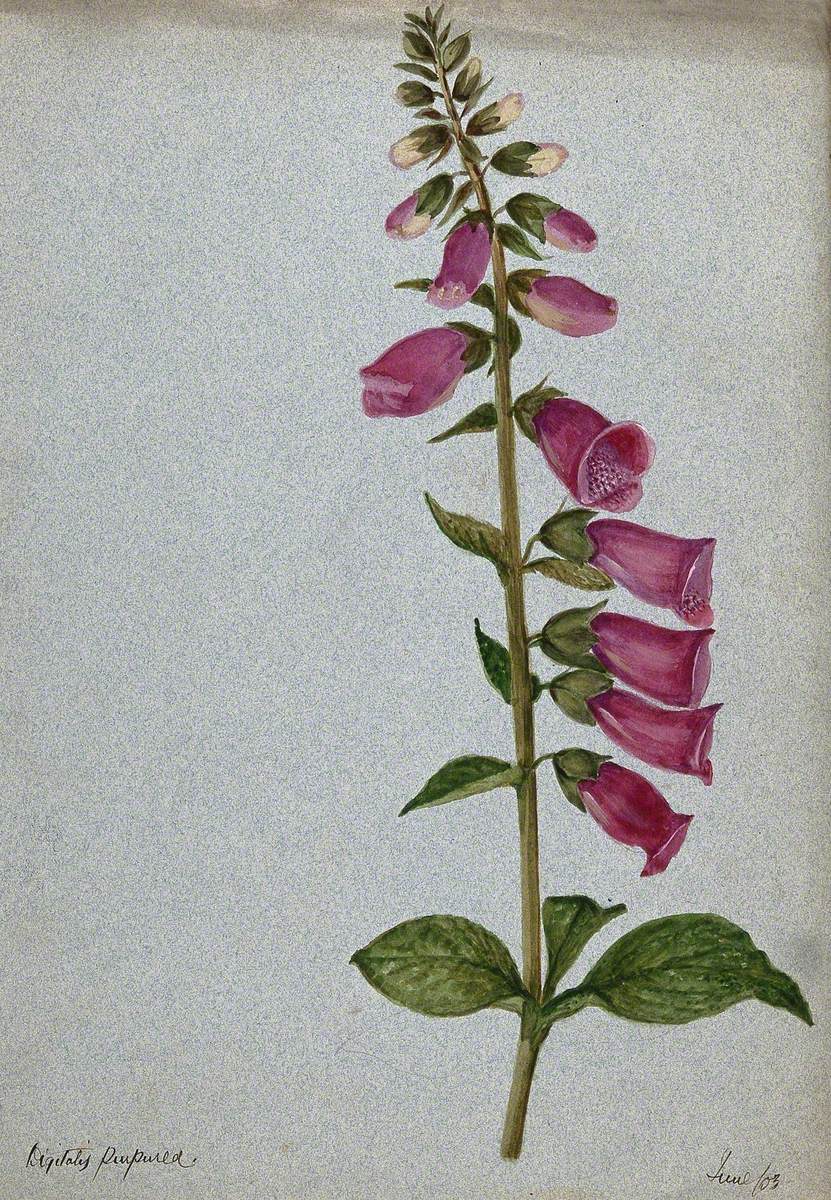 Foxglove (Digitalis Purpurea): Flowering Stem