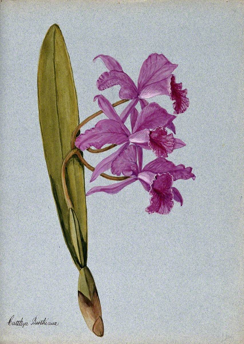 An Orchid (Cattleya Boothiana): Flowering Stem