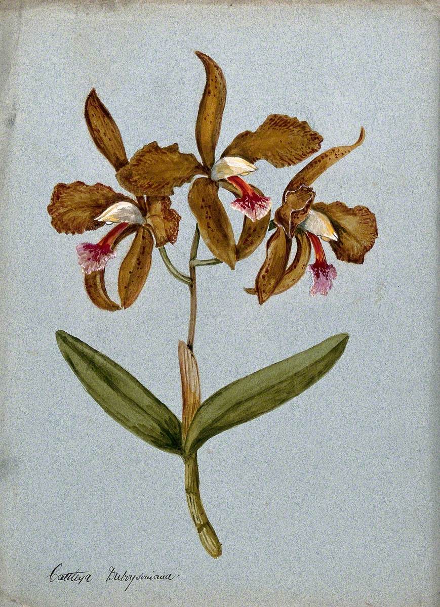 An Orchid (Cattleya Duboysoniana): Flowering Stem