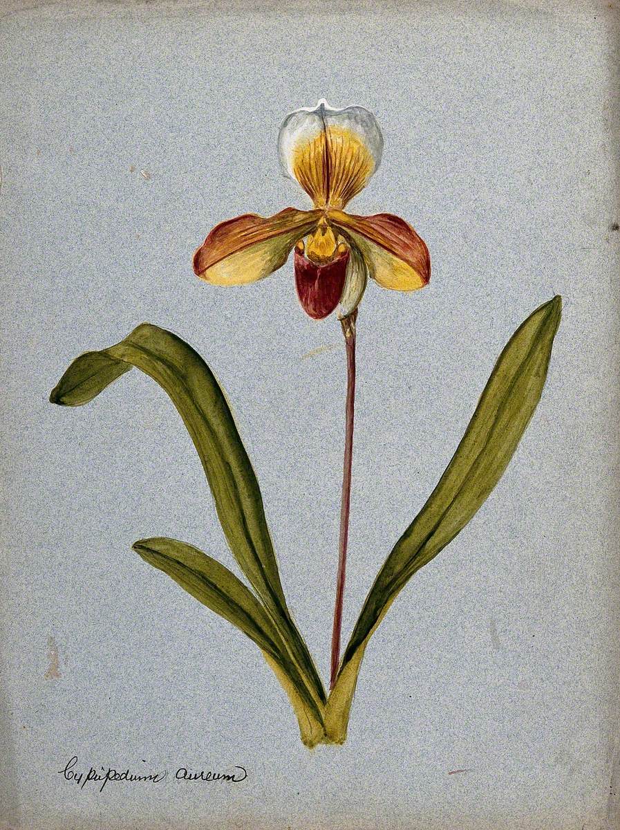 A Lady's Slipper Orchid (Cypripedium Aureum): Flowering Stem