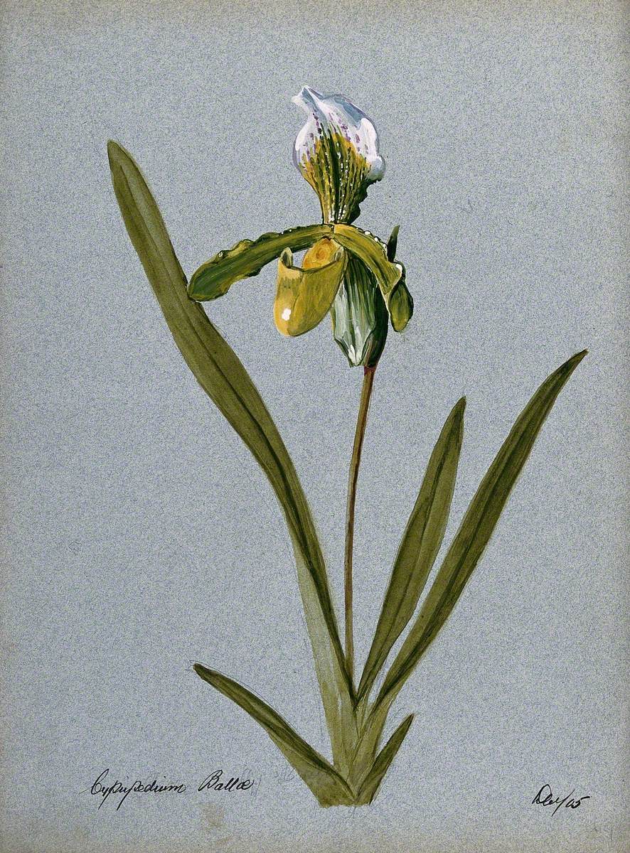 A Lady's Slipper Orchid (Cypripedium Ballae): Flowering Stem