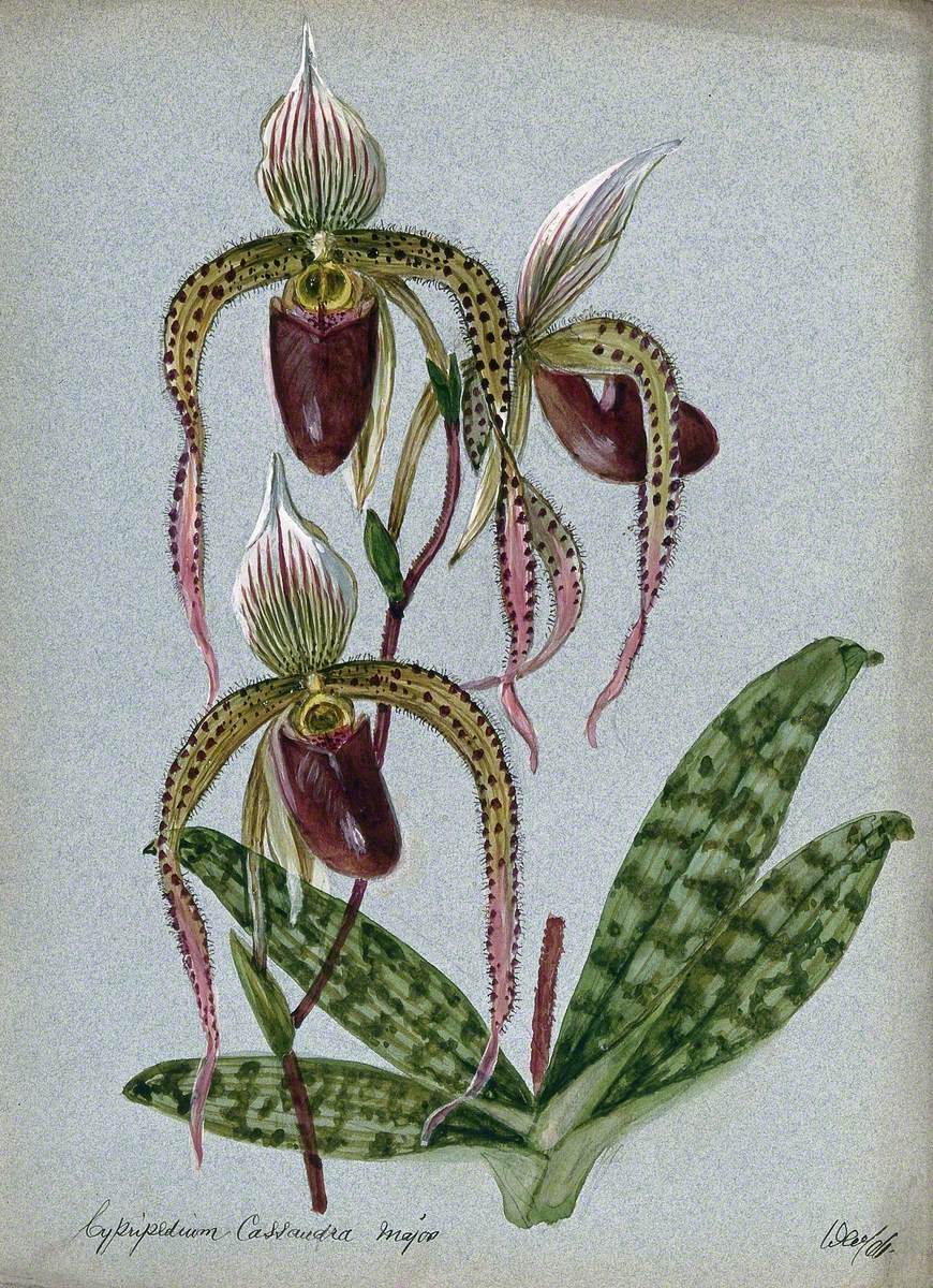 A Lady's Slipper Orchid (Cypripedium Cassandra Major): Flowers and Leaves