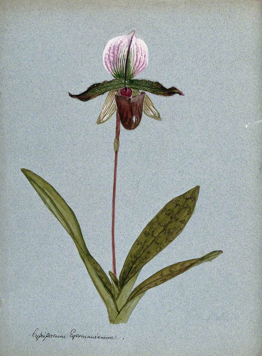 A Lady's Slipper Orchid (Cypripedium Eyermanianum): Flowering Stem