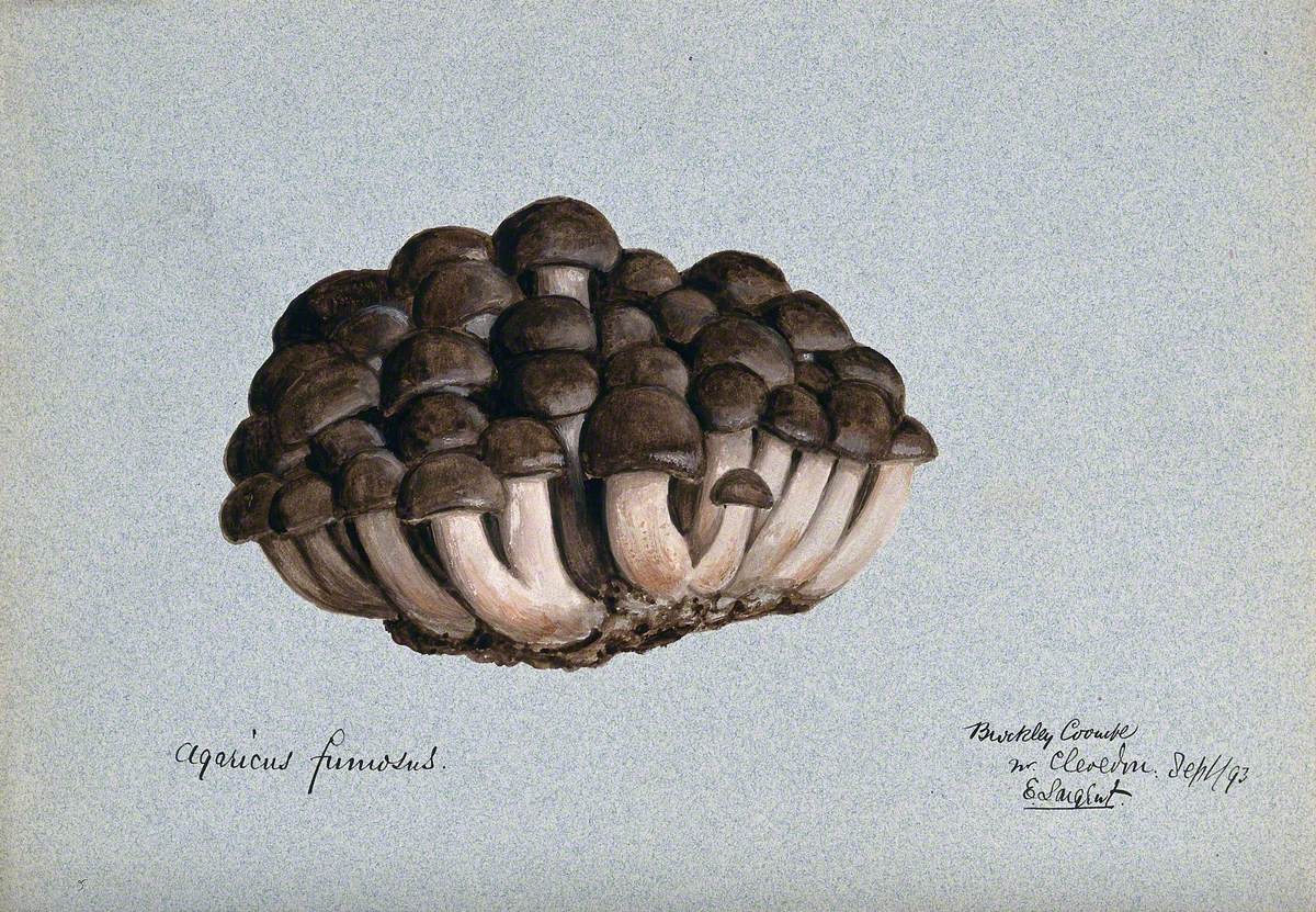 A Fungus (Agaricus Fumosus)