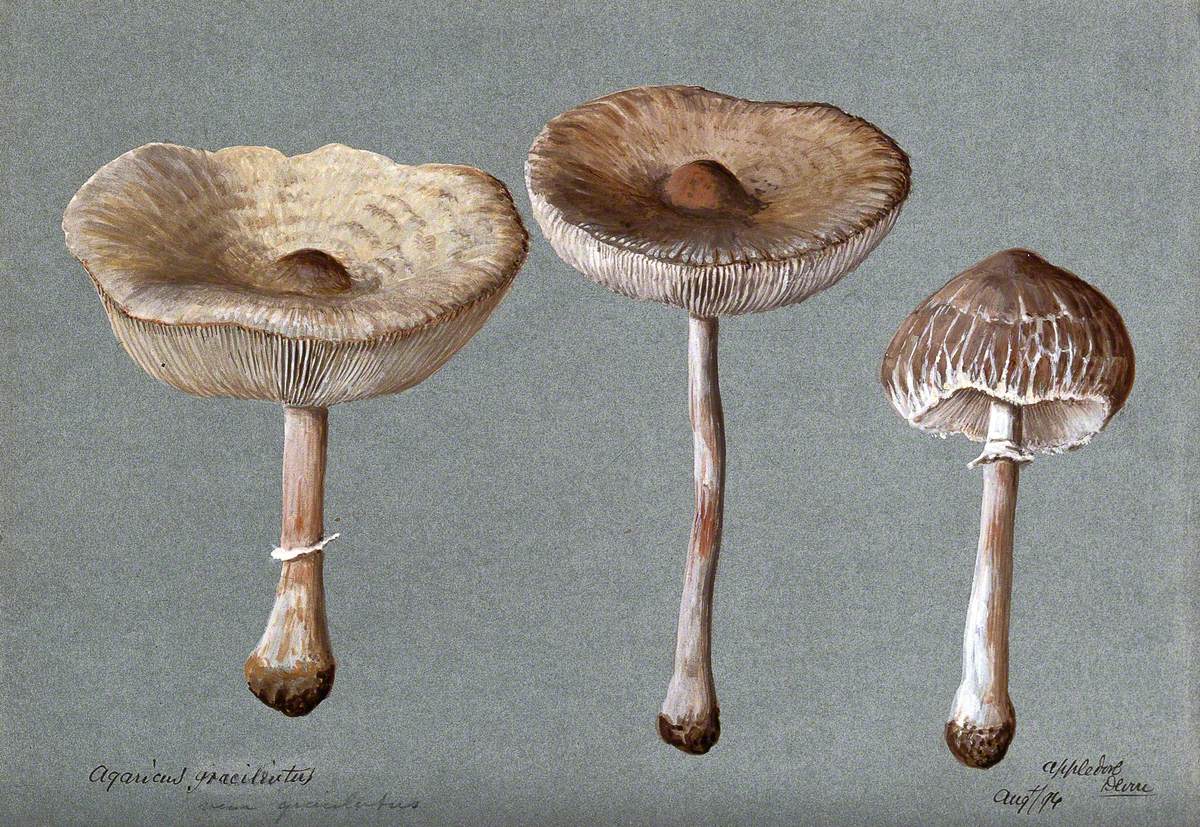 A Fungus (Agaricus Graciliatus): Three Fruiting Bodies