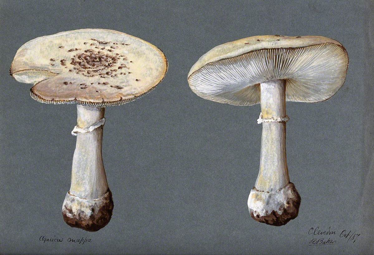 The False Death Cap Fungus (Amanita Citrina): Two Fruiting Bodies