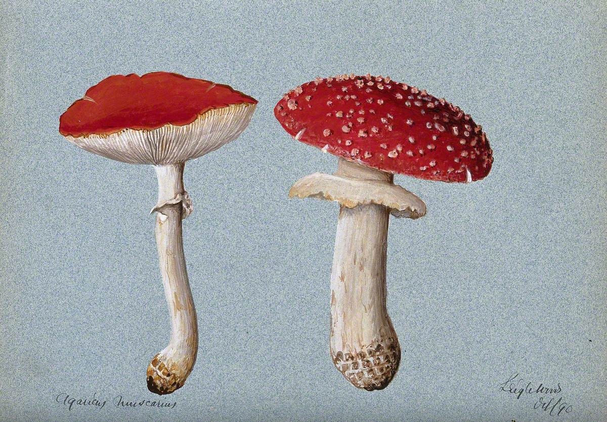 The Fly Agaric Fungus (Amanita Muscaria): Two Fruiting Bodies