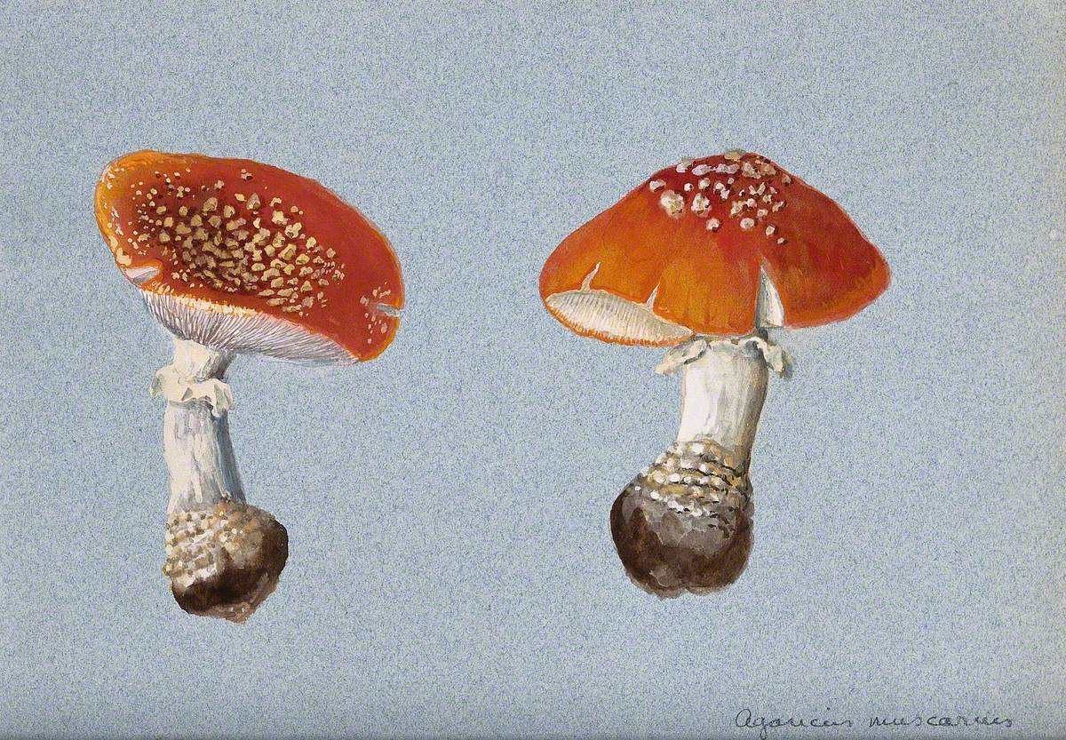 Fruiting bodies. Мухомор Оксана. Structure of the Fly agaric.