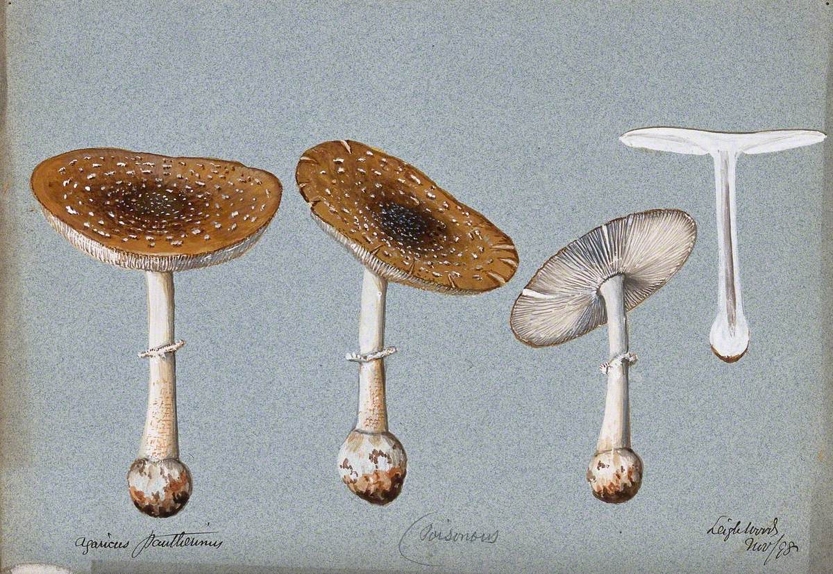 Panther Cap Fungus (Amanita Pantherina): Four Fruiting Bodies, One Sectioned