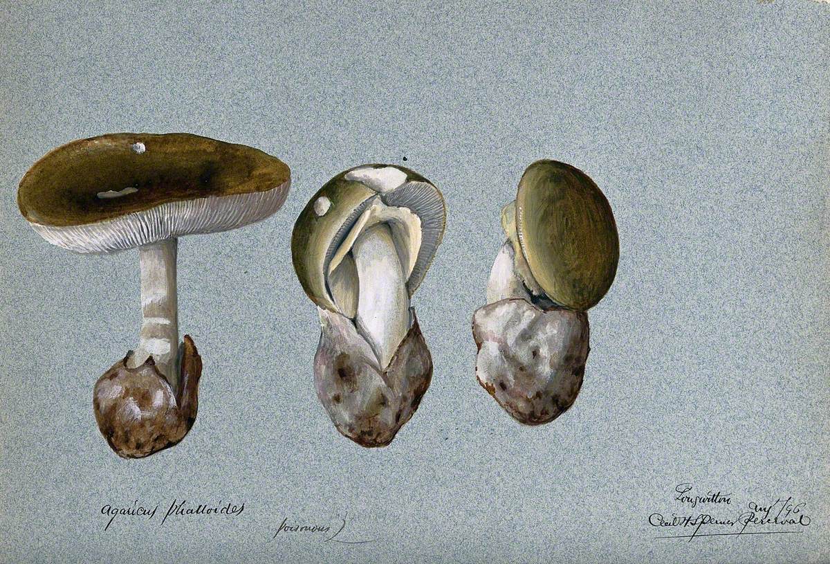 Fruiting bodies. Spencer Perceval. Гербарий Amanita phalloides.