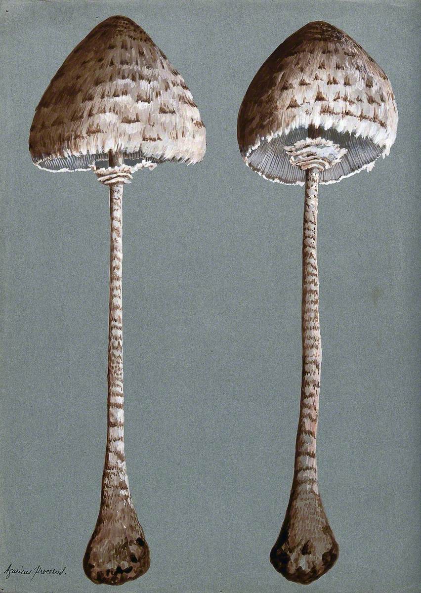 Parasol Mushrooms (Lepiota Procera): Two Fruiting Bodies