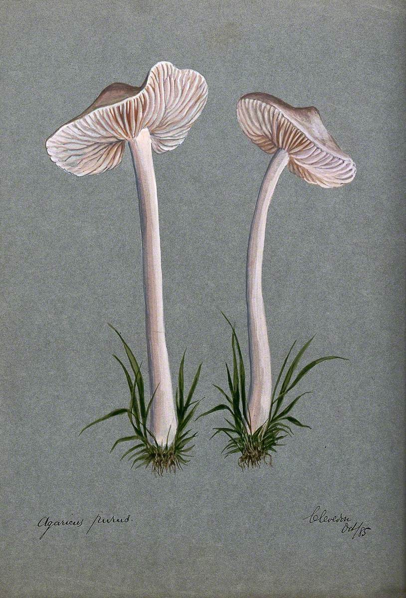 A Fungus (Mycena Pura): Two Fruiting Bodies