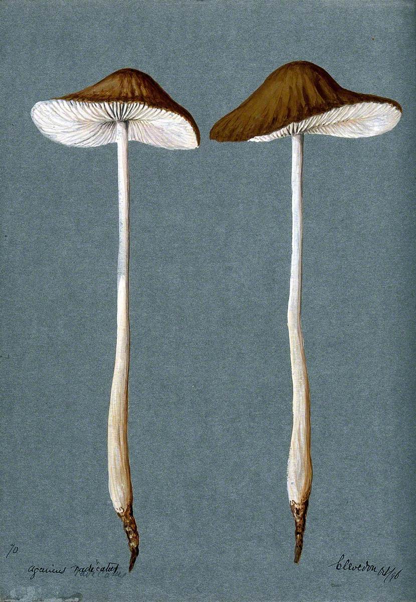 A Fungus (Agaricus Radicatus?): Two Fruiting Bodies