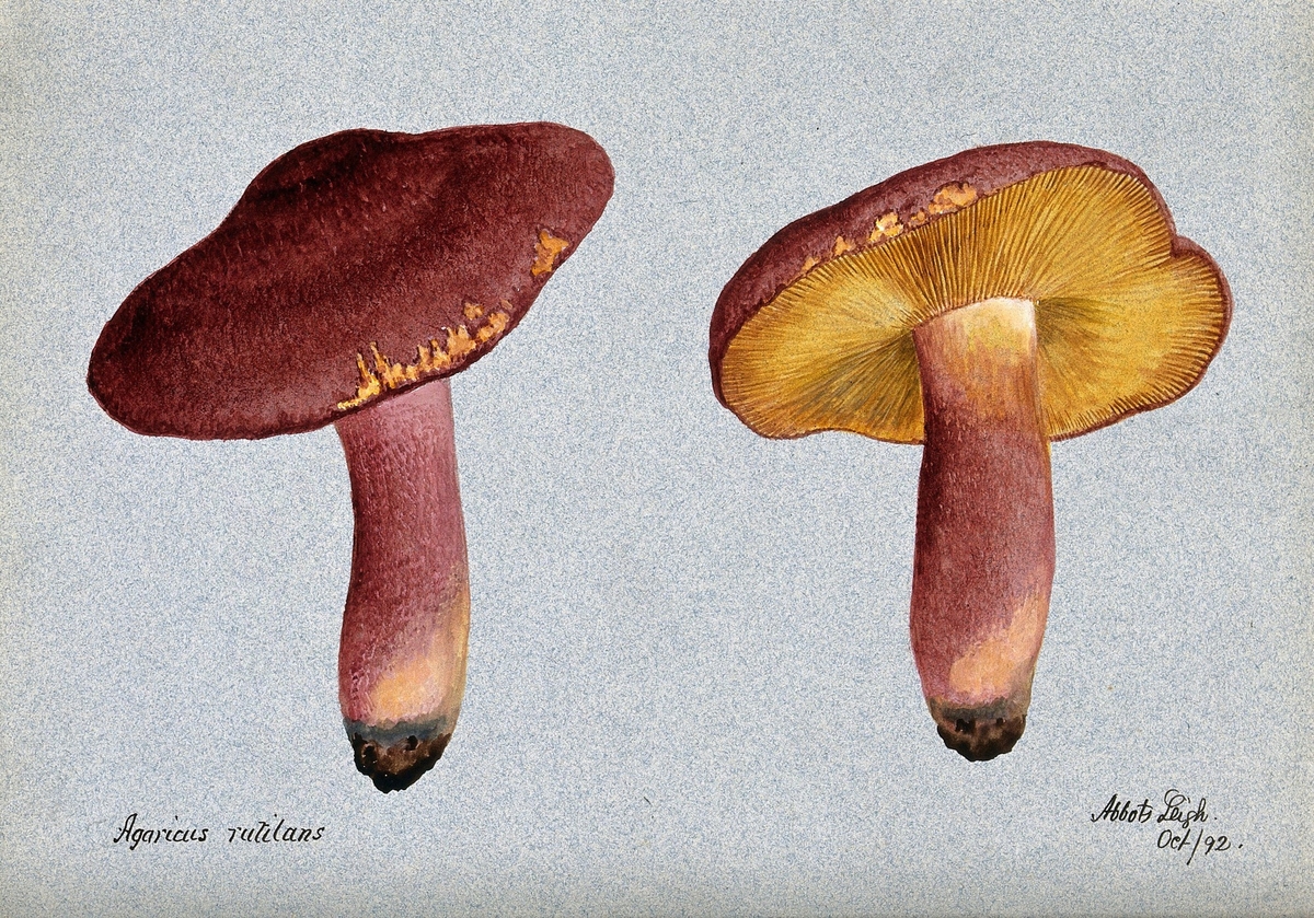 Plums and Custard Fungus (Tricholomopsis Rutilans): Two Fruiting Bodies