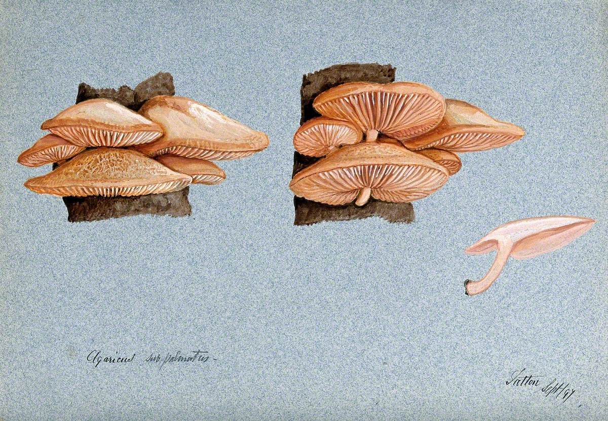 A Fungus (Agaricus Subpalmatus?): Groups of Fruiting Bodies on Wood