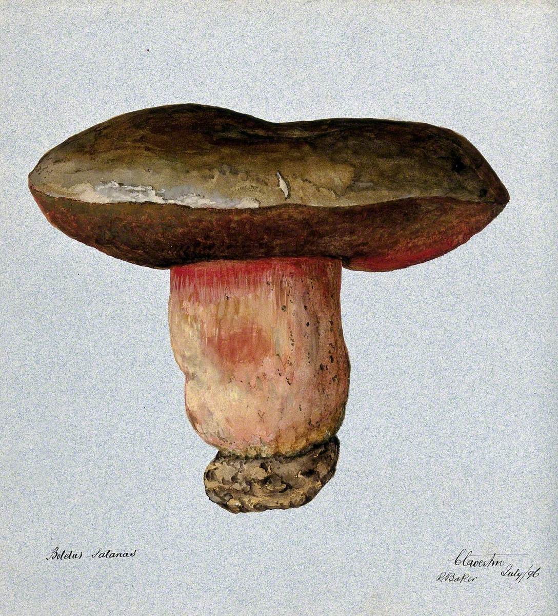 Devil's Bolete Fungus (Boletus Satanus)