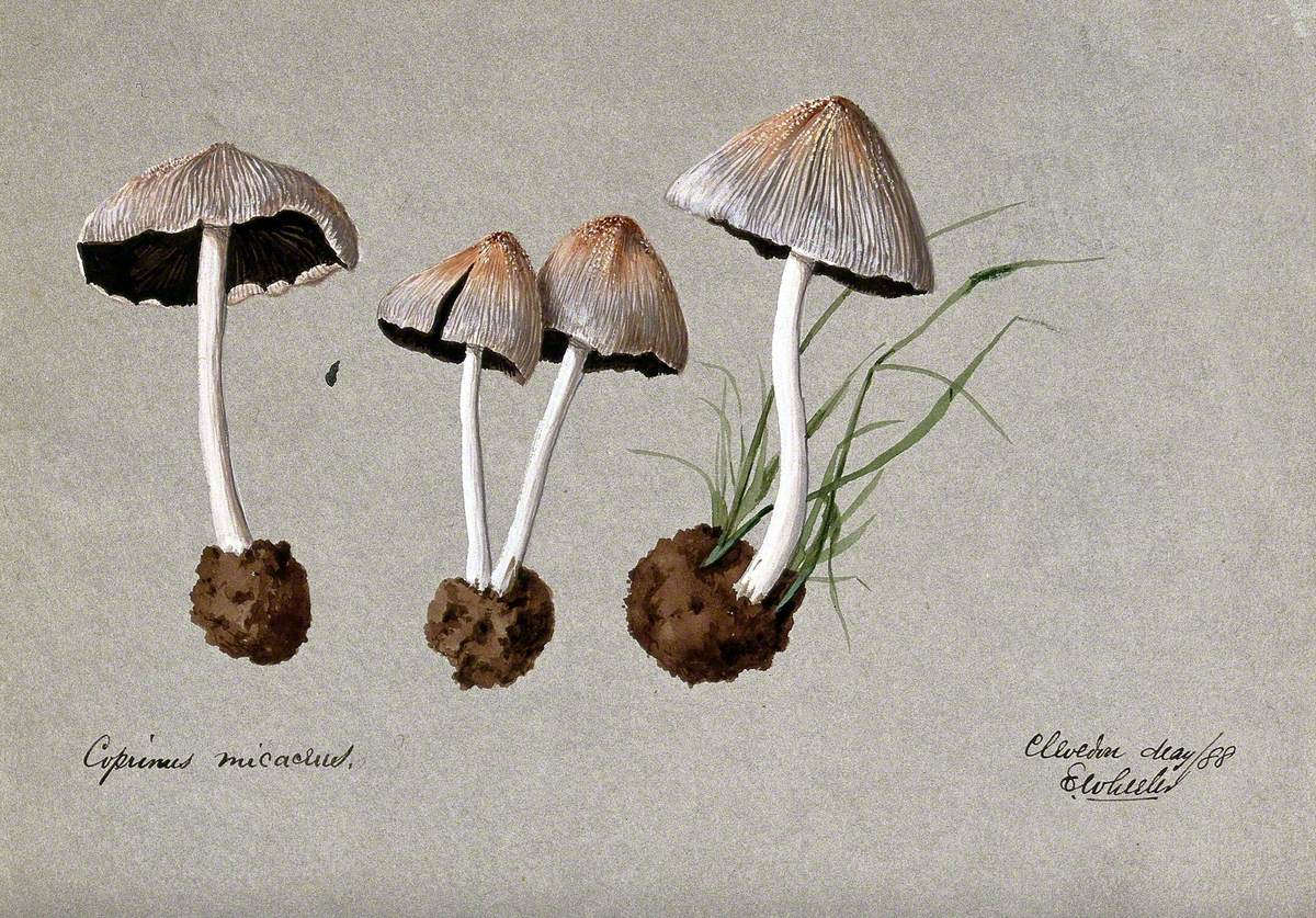 A Fungus (Coprinus Micaceus): Four Fruiting Bodies
