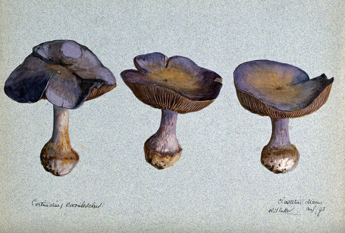 A Fungus (Cortinarius Species): Three Fruiting Bodies