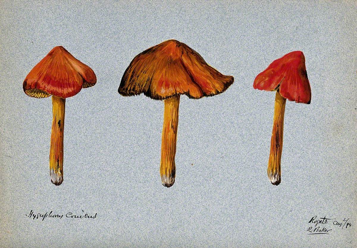 A Fungus (Hygrocybe Conica): Three Fruiting Bodies