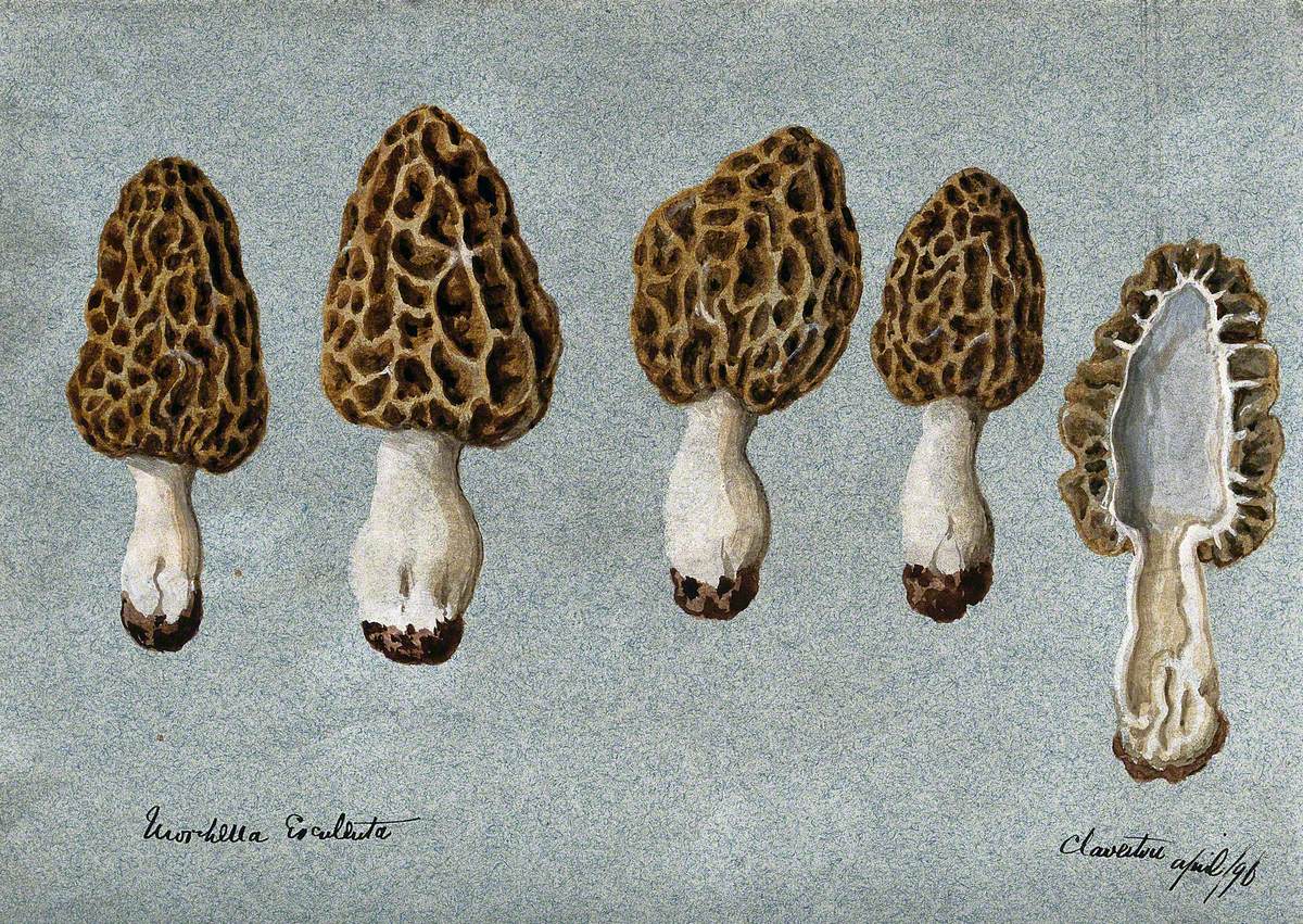 Common Morel (Morchella Esculenta): Five Fruiting Bodies, One Sectioned